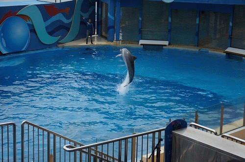 可以在较远的距离捕捉海豚和海狮的细节.